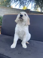 Arlo, a male Golden Retriever for sale in Fresno, CA – 5 of 9