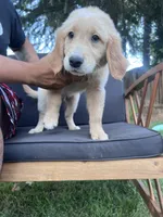 Bud, a male Golden Retriever for sale in Fresno, CA – 2 of 4