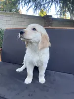 Arlo, a male Golden Retriever for sale in Fresno, CA – 2 of 9