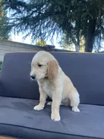 Bud, a male Golden Retriever for sale in Fresno, CA – 4 of 4