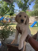 Arlo, a male Golden Retriever for sale in Fresno, CA – 9 of 9