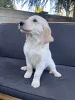 Arlo, a male Golden Retriever for sale in Fresno, CA – 4 of 9