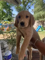 Moose, a male Golden Retriever for sale in Fresno, CA – 1 of 6