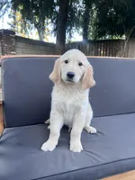 Dude, a male Golden Retriever for sale in Fresno, CA – 4 of 5
