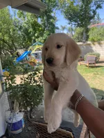 Arlo, a male Golden Retriever for sale in Fresno, CA – 8 of 9