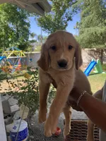 Moose, a male Golden Retriever for sale in Fresno, CA – 5 of 6
