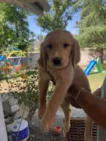 Moose, a male Golden Retriever for sale in Fresno, CA – 3 of 6