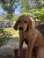 Moose, a male Golden Retriever for sale in Fresno, CA – 6 of 6