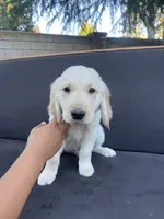 Arlo, a male Golden Retriever for sale in Fresno, CA – 3 of 9