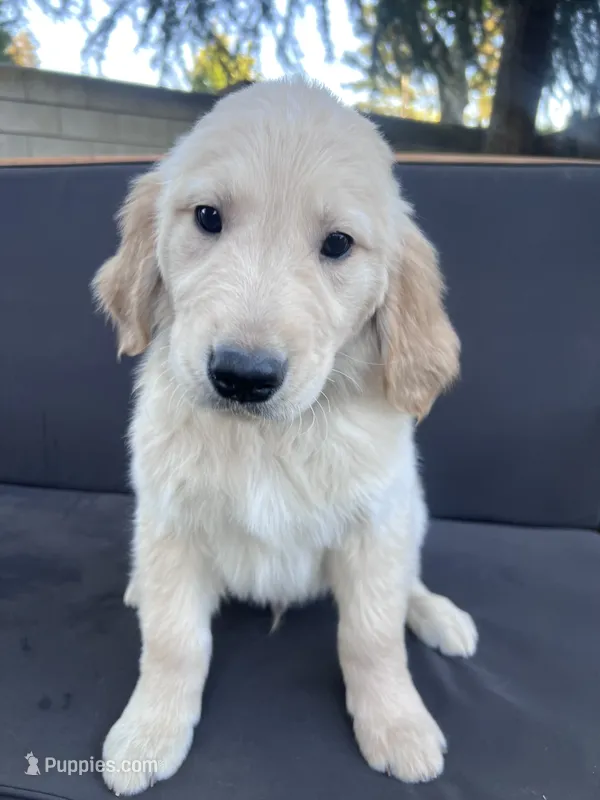 Dude – Golden Retriever puppy for sale in Fresno, CA