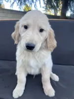 Dude, a male Golden Retriever for sale in Fresno, CA – 1 of 5