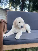 Dude, a male Golden Retriever for sale in Fresno, CA – 5 of 5