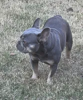 Blue Mesa, a female French Bulldog for sale in McKinney, TX – 5 of 6