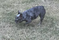 Quen, a female French Bulldog for sale in McKinney, TX – 4 of 5