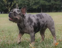 Quen, a female French Bulldog for sale in McKinney, TX – 5 of 5