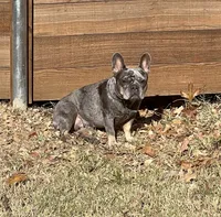 Quen, a female French Bulldog for sale in McKinney, TX – 2 of 5