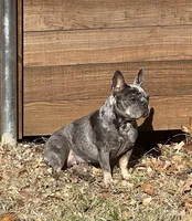 Quen, a female French Bulldog for sale in McKinney, TX – 3 of 5