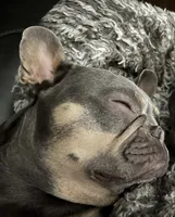 Blue Mesa, a female French Bulldog for sale in McKinney, TX – 3 of 6