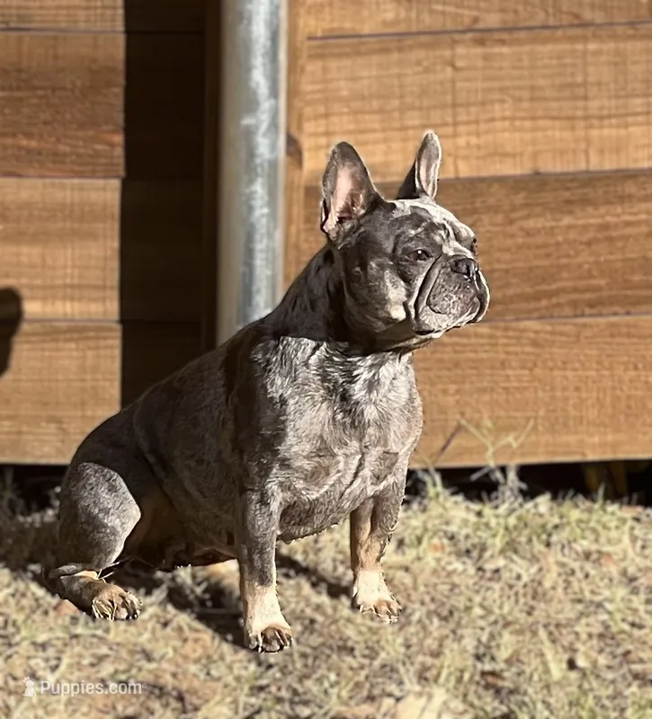 Quen – French Bulldog puppy for sale in McKinney, TX