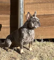Quen, a female French Bulldog for sale in McKinney, TX – 1 of 5