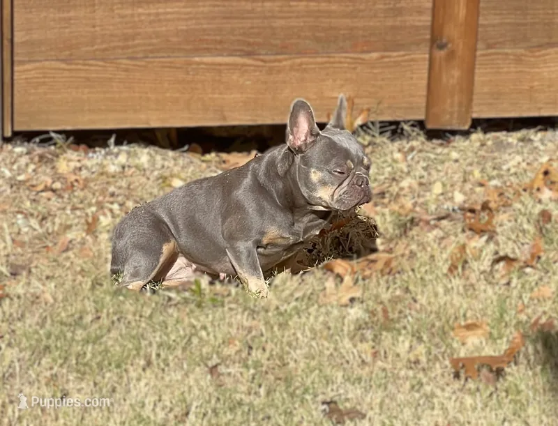 Blue Mesa - AKC Registered – French Bulldog puppy for sale in McKinney, TX
