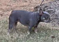 Blue Mesa, a female French Bulldog for sale in McKinney, TX – 4 of 6