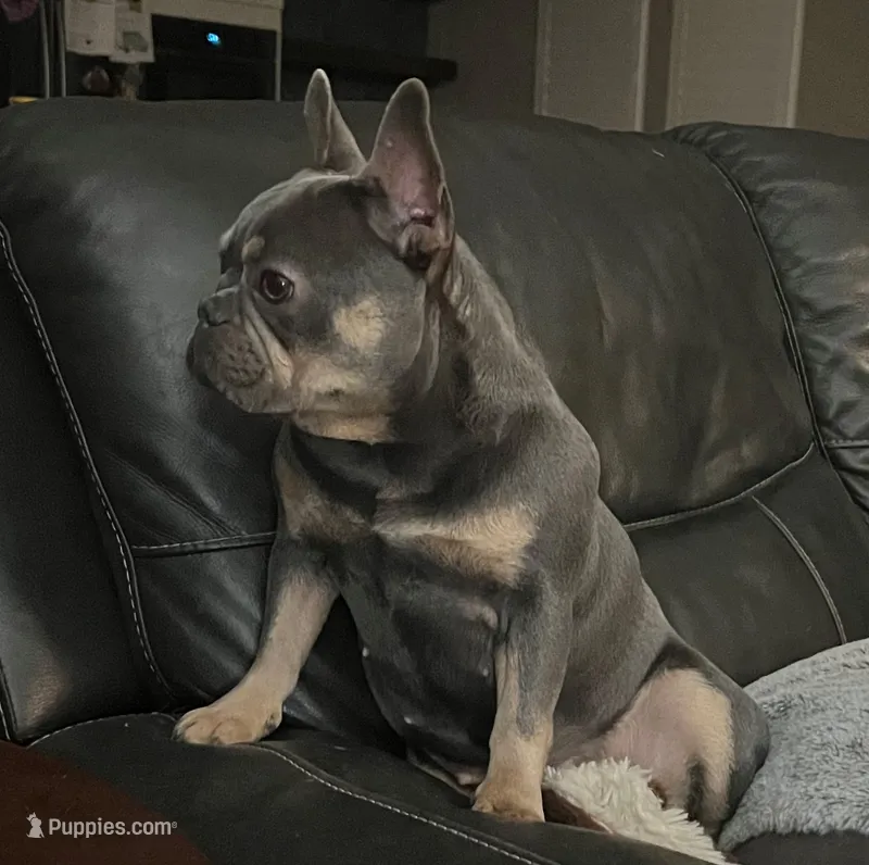 Blue Mesa – French Bulldog puppy for sale in McKinney, TX