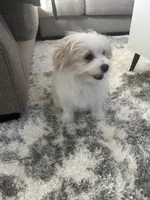 DOLCE , a male Pomeranian for sale in Columbus Grove, OH – Photo 6 of 7