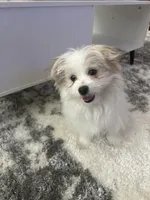 DOLCE , a male Pomeranian for sale in Columbus Grove, OH – Photo 7 of 7