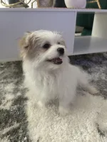 DOLCE , a male Pomeranian for sale in Columbus Grove, OH – Photo 5 of 7