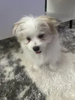 DOLCE , a male Pomeranian for sale in Columbus Grove, OH – Photo 3 of 7