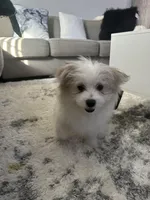 DOLCE , a male Pomeranian for sale in Columbus Grove, OH – Photo 2 of 7