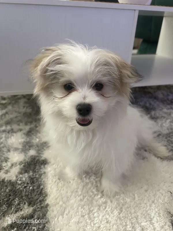 DOLCE , a male Pomeranian for sale in Columbus Grove, OH – Photo 1 of 7