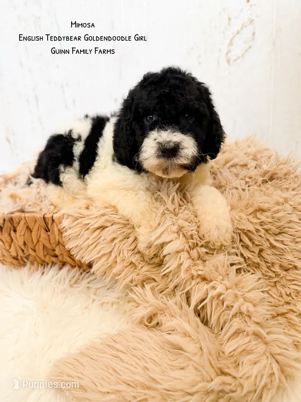 Mimosa English Teddybear Tri Color – Goldendoodle, English Goldendoodle puppy for sale in Haslet, TX