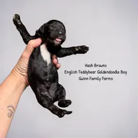 Hash Brown English Teddybear, a male Goldendoodle and English Goldendoodle for sale in Haslet, TX – 1 of 3