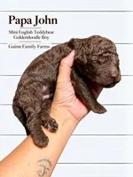 PaPa John Chocolate, a male English Goldendoodle and Miniature Goldendoodle for sale in Haslet, TX – 3 of 5