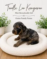 Tootle Loo Kangaroo, a female Bernedoodle and Miniature Bernedoodle for sale in Haslet, TX – 3 of 4