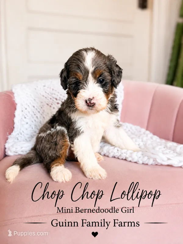 Chop Chop Lollipop  – Bernedoodle, Miniature Bernedoodle puppy for sale in Haslet, TX