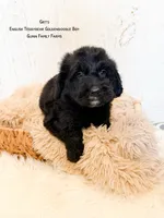Grits English Teddybear , a male Goldendoodle and English Goldendoodle for sale in Haslet, TX – 5 of 9