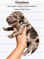 Dominos Merle , a male English Goldendoodle and Miniature Goldendoodle for sale in Haslet, TX – 1 of 4