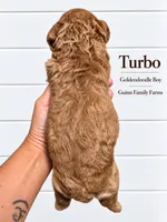 Turbo, a female Goldendoodle for sale in Haslet, TX – 3 of 4
