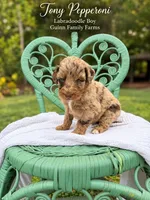 Tony Pepperoni Red Merle , a male Labradoodle for sale in Haslet, TX – 2 of 6