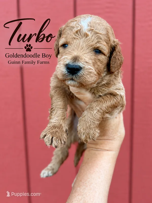 Turbo – Goldendoodle puppy for sale in Haslet, TX