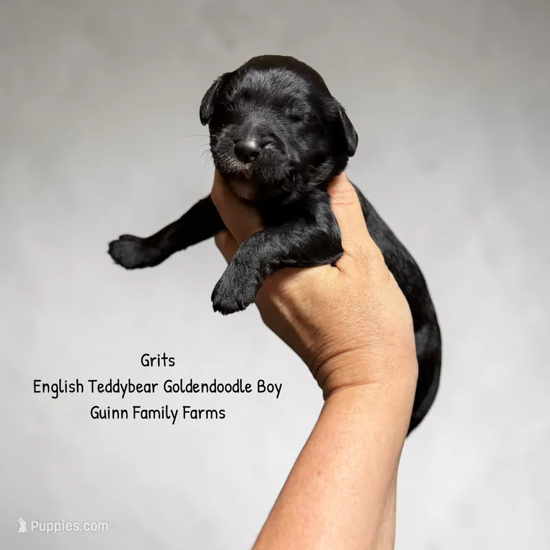 Grits English Teddybear  – Goldendoodle, English Goldendoodle puppy for sale in Haslet, TX