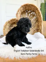 Muffin English , a female Goldendoodle and English Goldendoodle for sale in Haslet, TX – 5 of 6