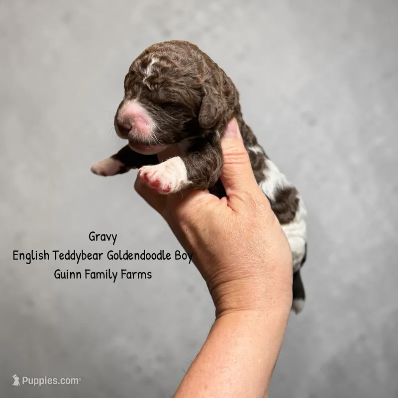 Gravy English Teddybear  – Goldendoodle, English Goldendoodle puppy for sale in Haslet, TX