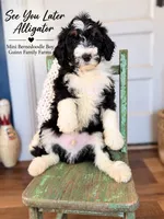 After While Crocodile , a female Bernedoodle and Miniature Bernedoodle for sale in Haslet, TX – 5 of 8