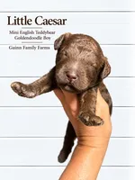 Little Caesar Chocolate , a male English Goldendoodle and Miniature Goldendoodle for sale in Haslet, TX – 2 of 5