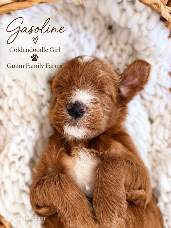 Gasoline  – Goldendoodle puppy for sale in Haslet, TX