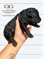 CiCi Phantom, a female English Goldendoodle and Miniature Goldendoodle for sale in Haslet, TX – 3 of 6